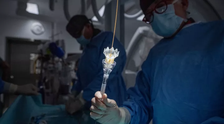 Ein selbstexpandierendes Metallgerüst mit einer eingenähten biologischen Herzklappe