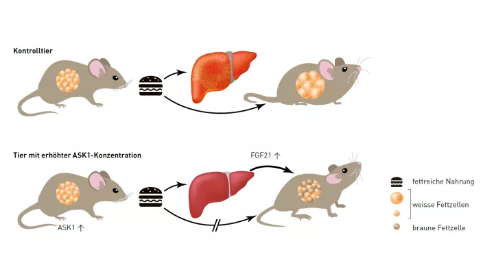 Skizze Forschungsmagazin: Forschung mit Mäusen