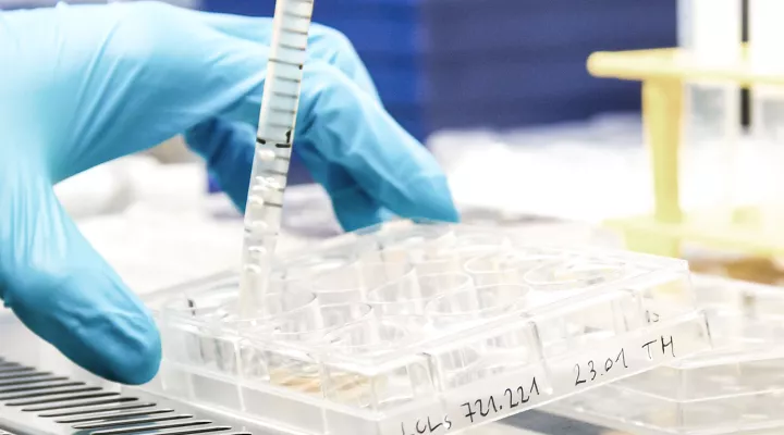 Forschung Immunologie, Zellkulturplatte