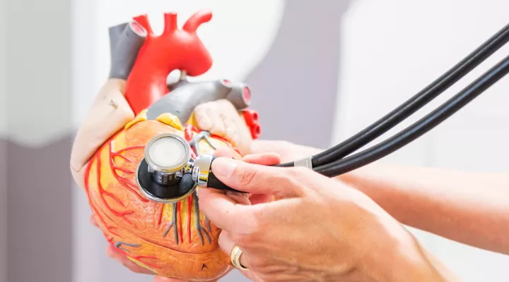 Ein Illustrationsbild von einem Stethoskop und einem Herzmodel 