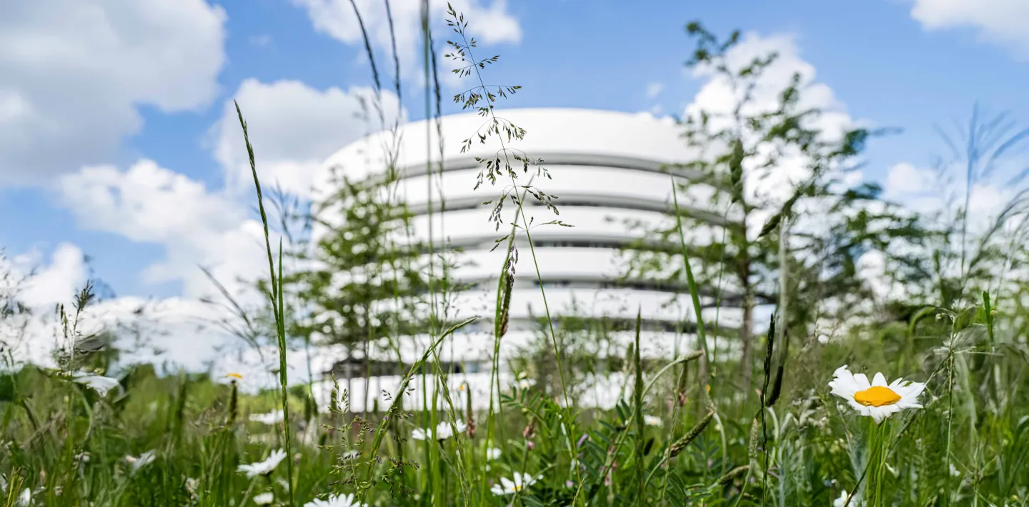 Nahaufnahme einer grünen Wiese mit Gräsern und Blumen, im Hintergrund verschwommen ist das Gebäude Forschung & Lehre erkennbar