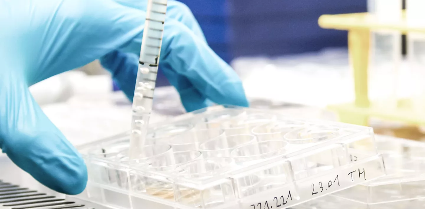 Forschung Immunologie, Zellkulturplatte