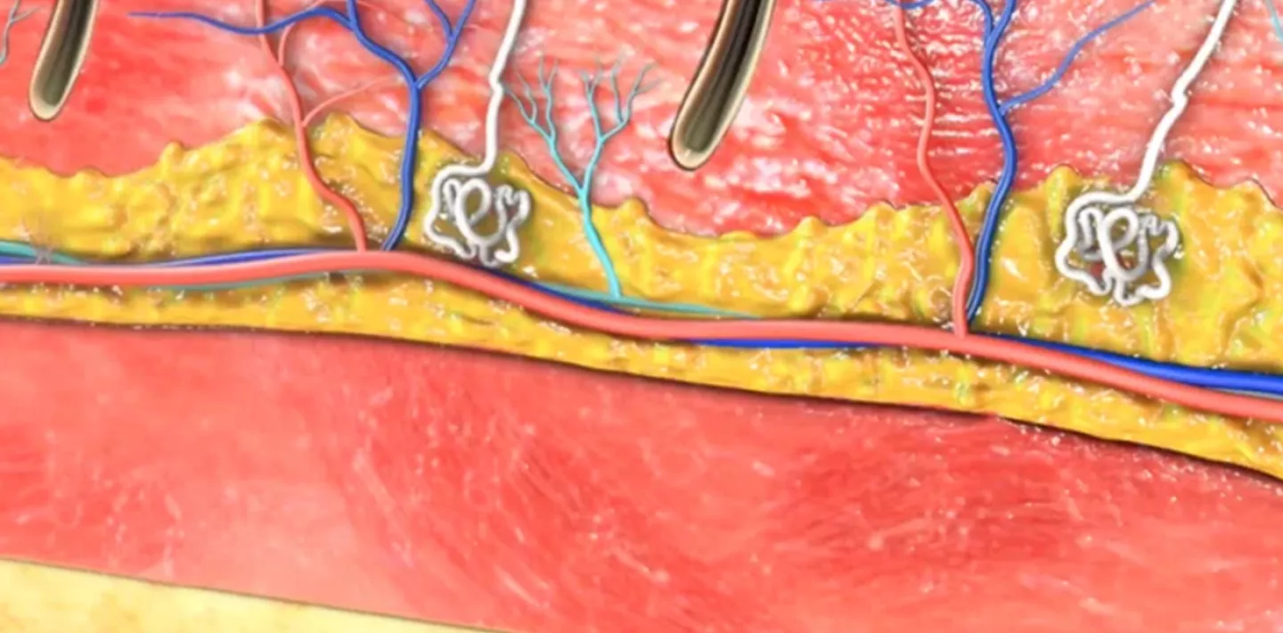Ein Querschnitt der Hautschichten.