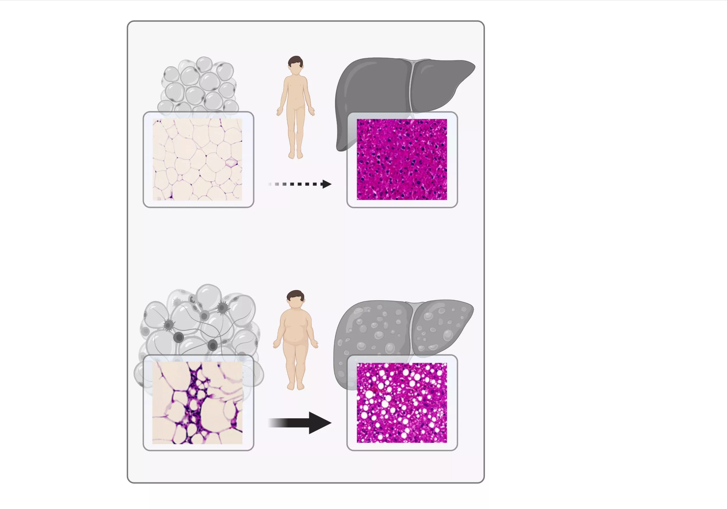 Forschung Endokrinologie_Konrad