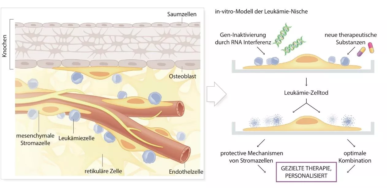 Forschung_Leukämie