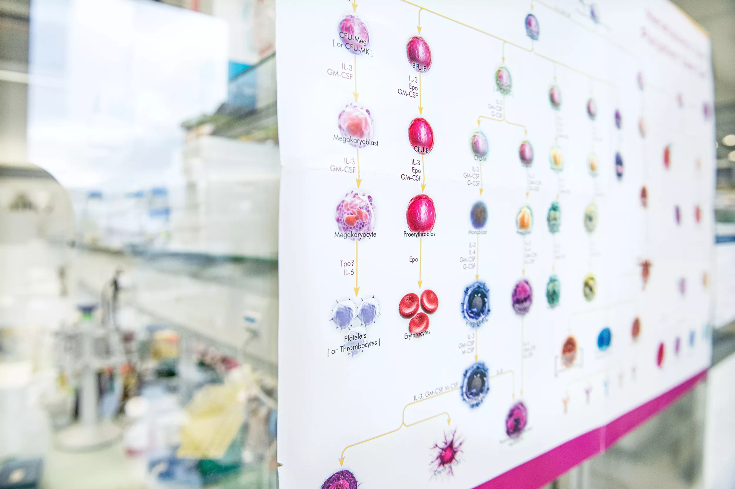 Somatische Gentherapie, grafische farbige Darstellung Genetik